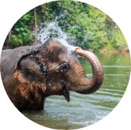 sebscr deco section 3